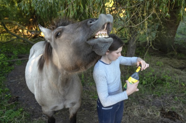 Howling horse, next to a young girl in the pasture, Othenstorf, Mecklenburg-Western Pomerania, Germany