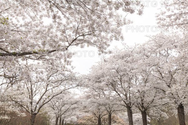 White-blooming cherry trees in spring on Rose Island in Bad Kreuznach, Germany