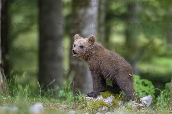 European brown bear (Ursus arctos arctos), young animal in the forest, Notranjska region, Slovenia