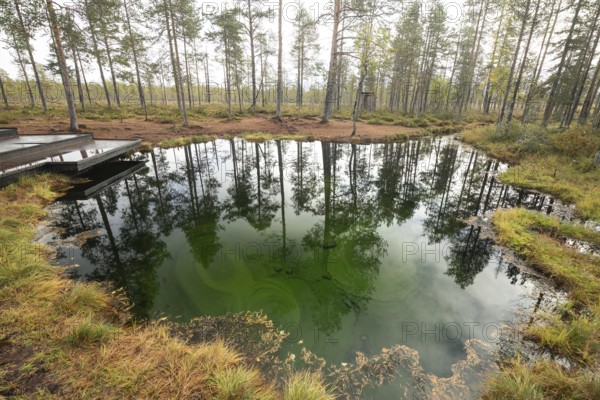 Emerald green spring water reflects autumn trees. Frog spring in the moor, wetland in Arvidsjaur, Sweden