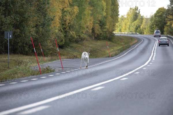 White reindeer on the street in Sweden, Lapland in autumn