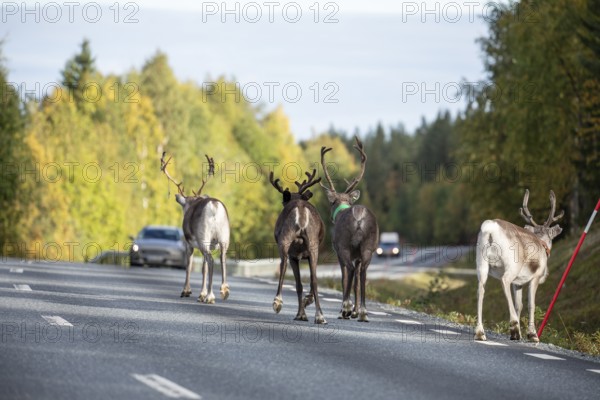 Autumn migration of reindeer on the roads with traffic in northern Sweden
