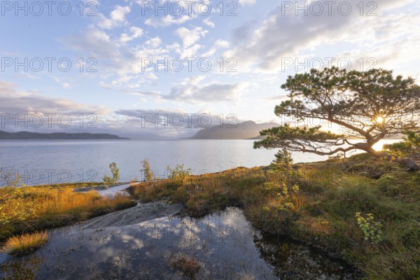 Scots pine with sun stars on the Norwegian fjord. Sunrise at Bodø, Nordland, Norway