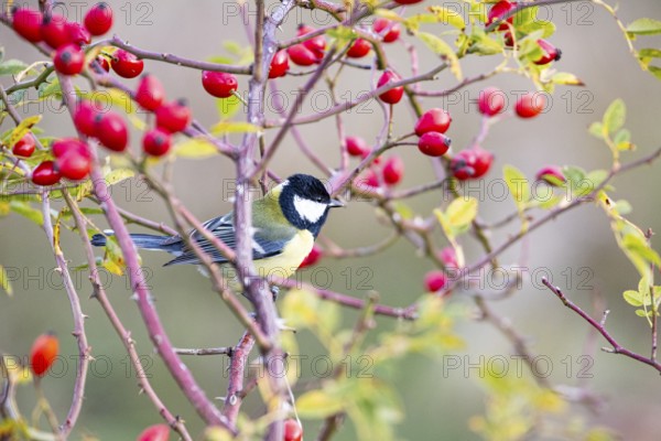 Great tit (Parus major) Germany