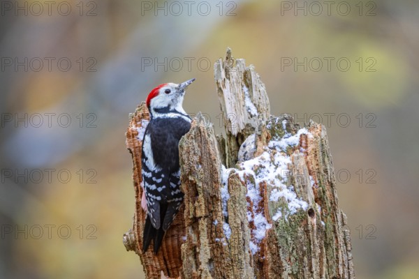 Middle woodpecker (Dendrocopus medius) Germany