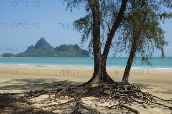 Lonely beach and ironwood trees, Casuarina Equisetifolia, Ao Manao Beach, Prachuap Khiri Khan, Prachuap Khiri Khan Province, Central Thailand, Thailand