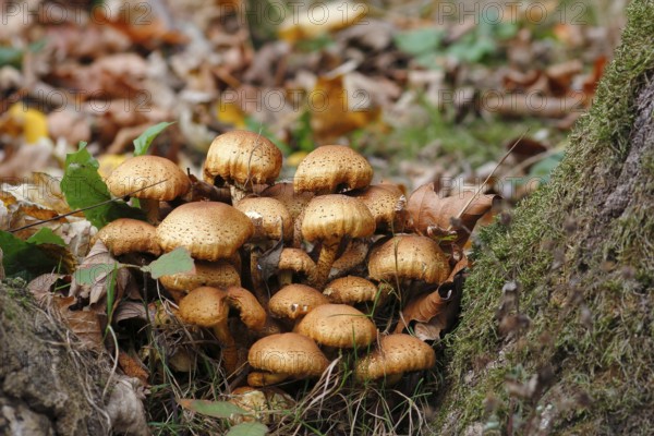 Sparry Schüppling (Pholiota squarrosa), group growing between tree trunks, North Rhine-Westphalia, Germany