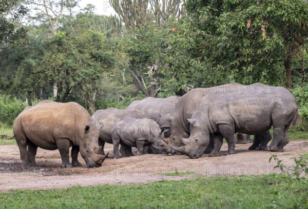 Southern white rhino (Ceratotherium simum simum), several animals at a watering hole, Ziwa Rhino Sanctuary, Uganda