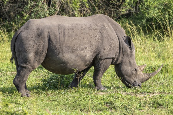 Southern white rhino (Ceratotherium simum simum), Ziwa Rhino Sanctuary, Uganda