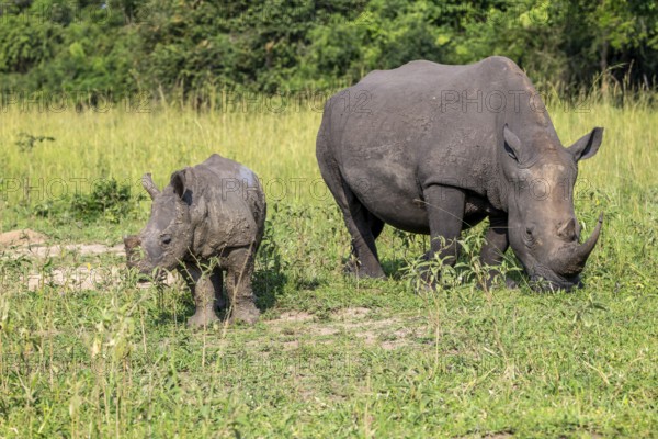 Southern white rhino (Ceratotherium simum simum) with juvenile, Ziwa Rhino Sanctuary, Uganda