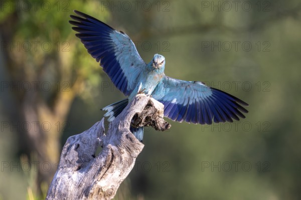 Blue racke (Coracias garrulus), bird, approaching tree trunk, Kiskunsag National Park, Hungary