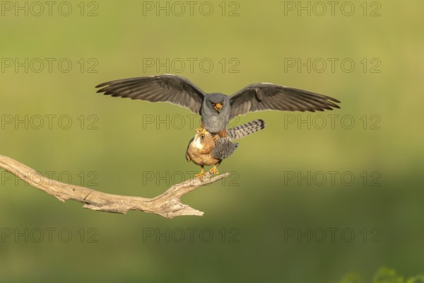 Red-footed falcon (Falco vespertinus) copulation on branch, Kiskunsag National Park, Hungary