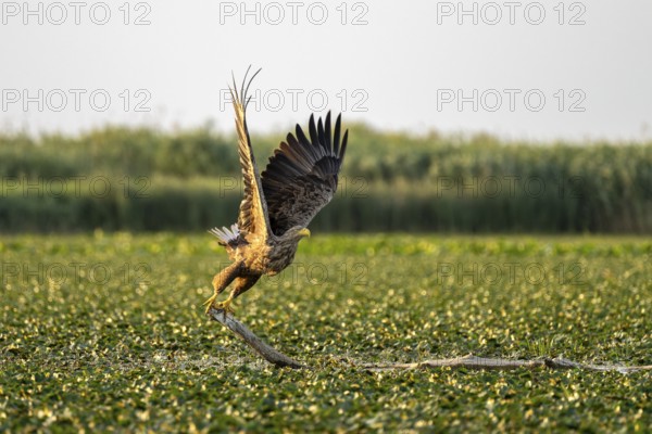 White-tailed eagle (Haliaeetus albicilla), bird, departing from Ast, Danube Delta, Romania