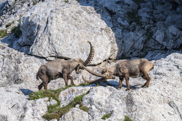 Two Capricorns (Capra ibex), male, fighting in the rock face, Alpstein, Appenzell, Switzerland