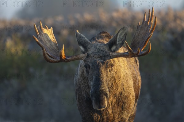 Portrait of bull moose (Alces alces), moose shovel, Denmark