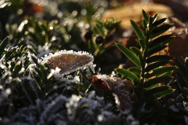 Hoarfrost in nature, winter, Germany