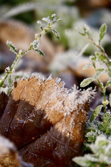 Hoarfrost in nature, winter, Germany