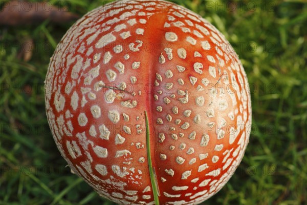 Red toadstool (Amanita muscaria), from above, fruiting body, North Rhine-Westphalia, Germany