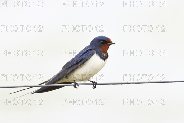 Barn swallow (Hirundo rustica) sitting on a pasture fence, wildlife, animals, birds, swallows, migratory bird, ox bog, Dümmer See nature park Park, Hüde, Lower Saxony, Germany