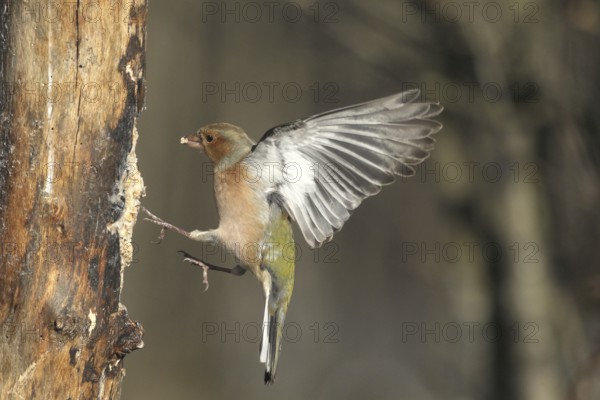 Chaffinch (Fringilla coelebs) male in flight, approach to forage wood, winter feeding, Allgäu, Bavaria, Germany, Allgäu, Bavaria, Germany