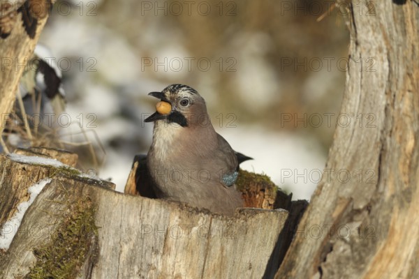 Eurasian Jay (Garrulus glandarius) with acorn (Quercus) in its beak, feeding in the forest during winter, Allgäu, Bavaria, Germany, Allgäu, Bavaria, Germany