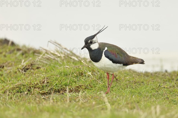 Lapwing (Vanellus vanellus), gorgeous dress, looking for food in a swampy meadow, wildlife, lembruch, ox moor, Dümmer nature park Park, Lower Saxony, Germany