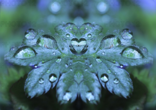 Goose cinderwort (Potentilla anserina), Alienation, North Rhine-Westphalia, Germany