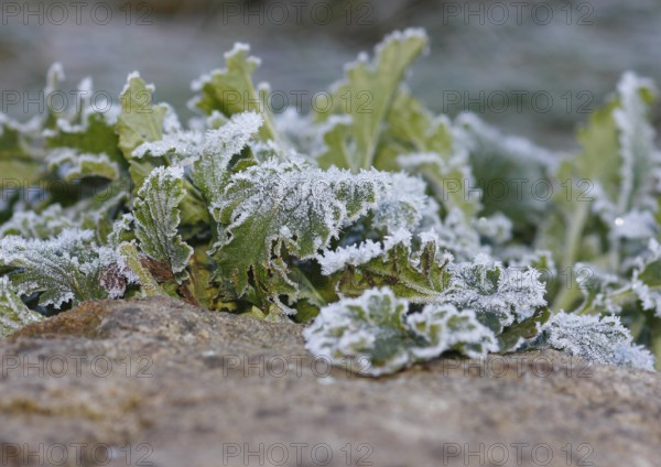 Gänsefinerkraut (Potentilla anserina), North Rhine-Westphalia, Germany