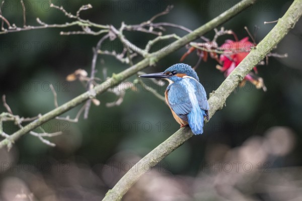 Kingfisher (Alcedo atthis), Emsland, Lower Saxony, Germany