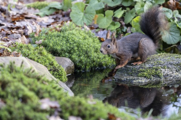 Squirrel (Sciurus vulgaris), Emsland, Lower Saxony, Germany