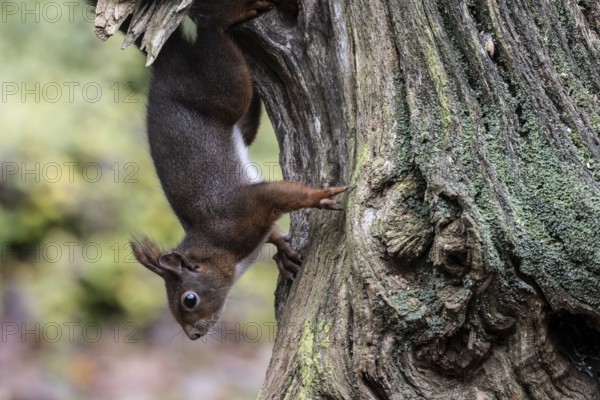 Squirrel (Sciurus vulgaris), Emsland, Lower Saxony, Germany