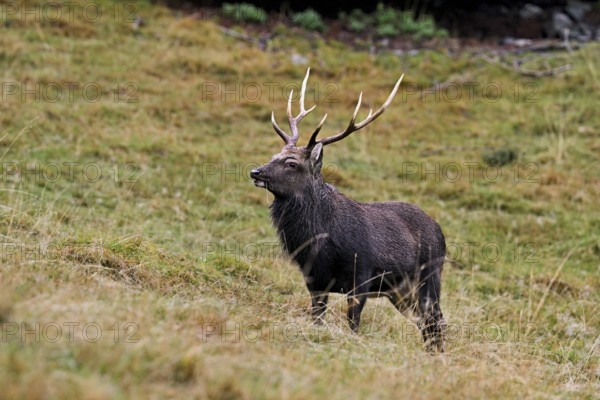 Sika deer (Cervus nippon) standing in meadow, Parc de Merlet, Chamonix-Mont-Blanc, Haute-Savoie, France