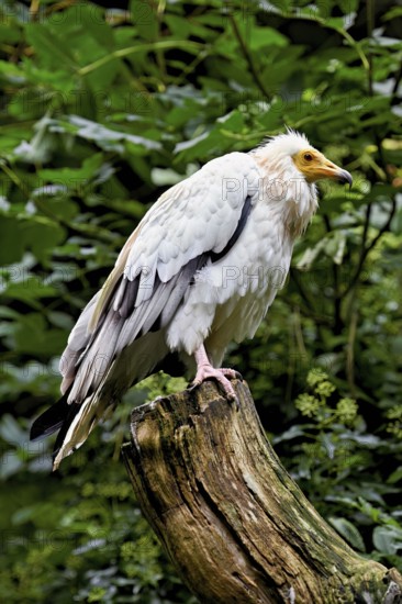 Dirty vulture (Neophron percnopterus) sitting on tree stump, captive, Switzerland
