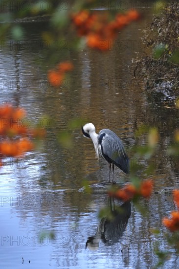 Grey heron, autumn, Germany
