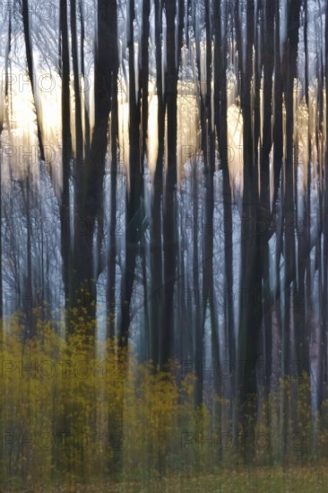 Forest in November, abstracted, blurring, autumn, Germany