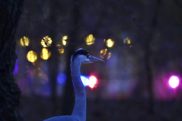 Grey heron in the evening in a city, autumn, Germany