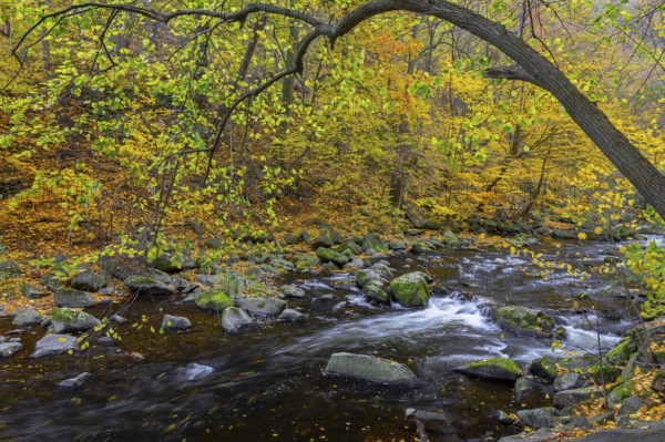 River Bode running through forest showing autumn colours, fall colors at Nature reserve Bode Valley in the Harz Mountains, Saxony-Anhalt, Germany