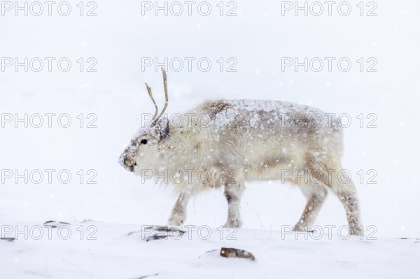 Svalbard reindeer (Rangifer tarandus platyrhynchus) adult in thick winter coat during snowfall on snow covered tundra in spring on Spitsbergen, Norway