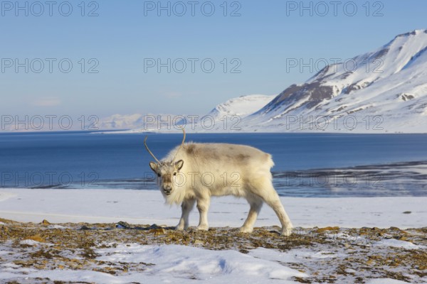 Svalbard reindeer (Rangifer tarandus platyrhynchus) adult in thick winter coat foraging on snow covered tundra in spring on Spitsbergen, Norway