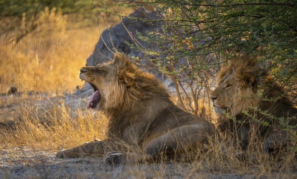 Two maned lions, lion yawns, siblings lying in grass, lion (Panthera Leo), savuti, Chobe National Park National Park, Botswana