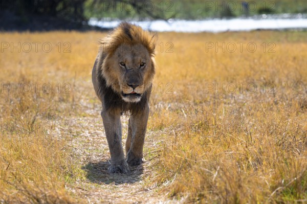 Maned lion (Panthera Leo) lying in grass, savanna, Savuti, Chobe National Park National Park, Botswana
