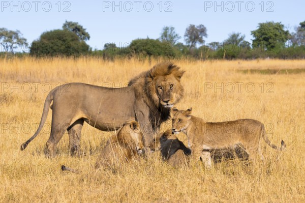 Maned lion and young animals, lion (Panthera Leo) lying in grass, savuti, Chobe National Park National Park, Botswana