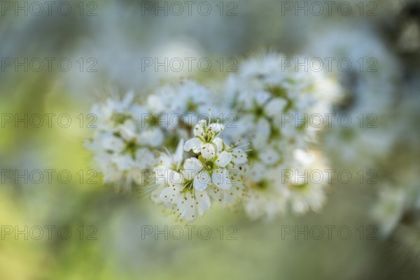 Blackthorn (Prunus spinosa) Blossoms flowering in spring, Bavaria, Germany, Europe, Helena, Neumarkt in der Oberpfalz, Bayern, Deutschland
