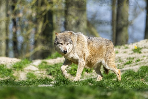 Eastern wolf (Canis lupus lycaon) walking on a meadow, Bavaria, Germany