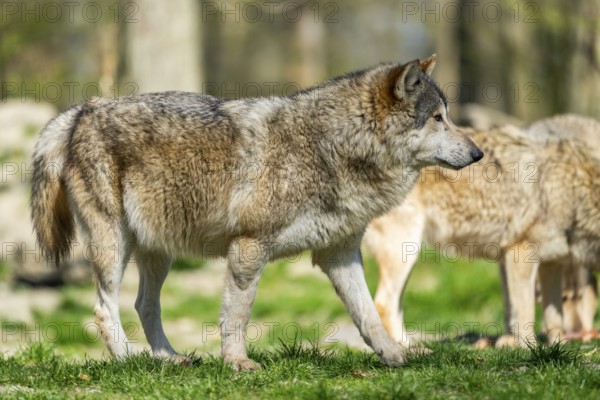 Eastern wolf (Canis lupus lycaon) standing on a meadow, Bavaria, Germany