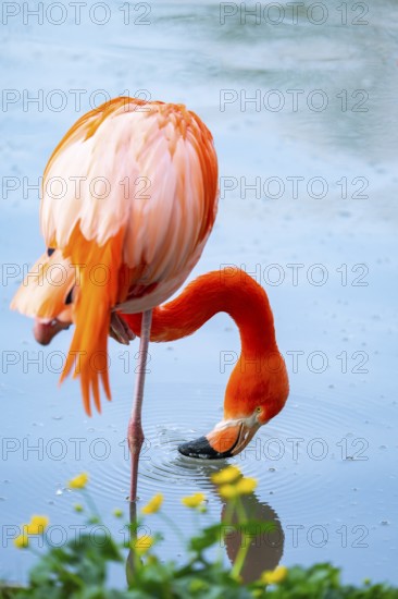 American flamingo (Phoenicopterus ruber), portrait in the water, Germany