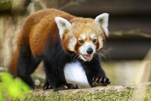 Red panda (Ailurus fulgens) walking on a tree, Germany