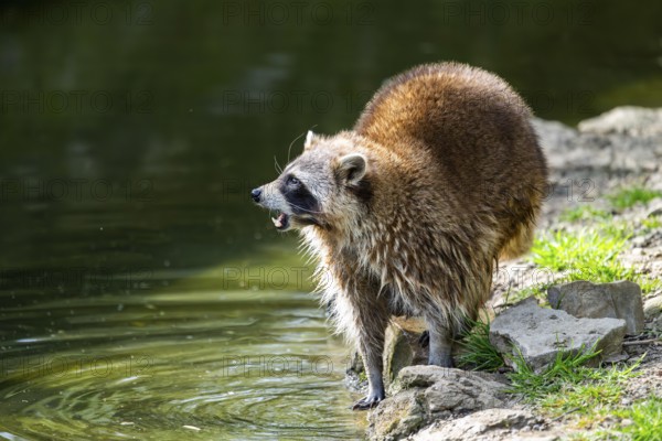 Common raccoon (Procyon lotor) on the watershore, Bavaria, Germany