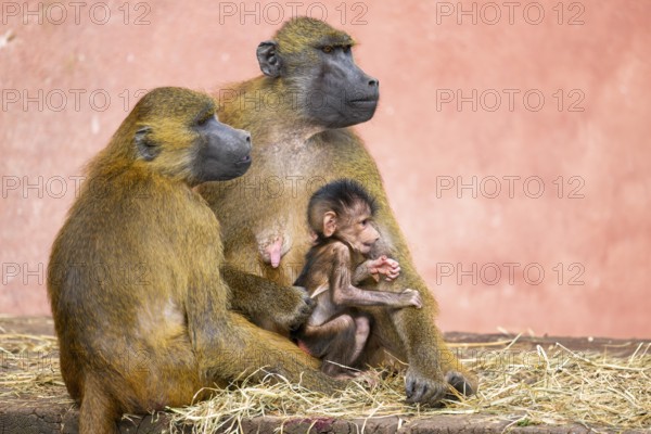 Guinea baboon (Papio papio) family with a new born youngster, captive, Bavaria, Germany