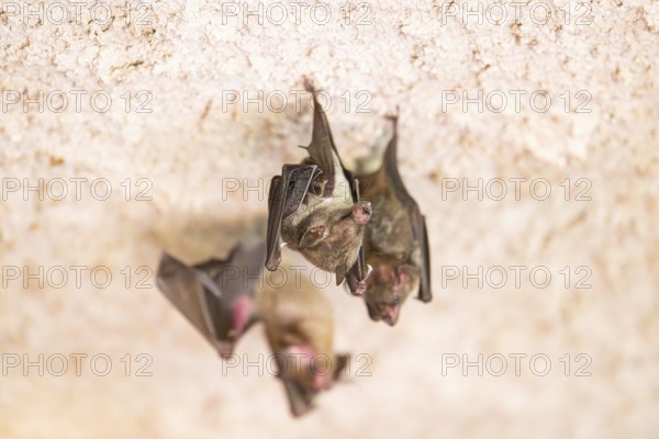 Lesser mouse-eared myotis (Myotis blythii) bats hanging on a wall, Bavaria, Germany